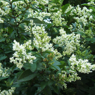 Lemn cainesc (Ligustrum ovalifolium) 15-25 cm - Img 2