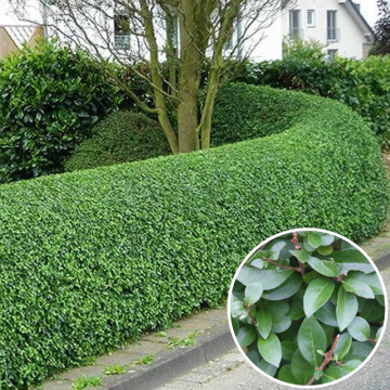 Lemn cainesc (Ligustrum ovalifolium) 20-40 cm, planta gard viu, vesnic verde