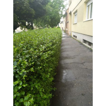 Lemn cainesc (Ligustrum ovalifolium) 30-50 cm, planta gard viu, vesnic verde - Img 2