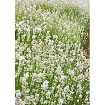 Levantica alba (Lavandula angustifolia White fragrance), arbust ornamental, planta melifera, planta parfumata