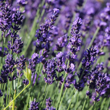 Levantica (Lavandula ang. Hidcote blue strain) ghiveci 2l, planta perena, planta melifera, planta aromatica - Img 2