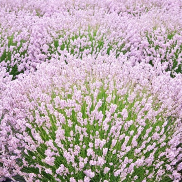 Levantica roz (Lavandula ang. Rosea), planta perena, planta aromatica, planta parfumata - Img 3