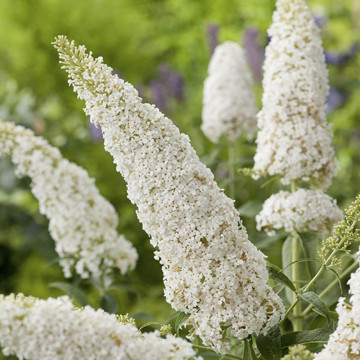 Liliac de vara alb (Buddleja dav. White Profusion) ghiveci 3l, planta gard viu, arbust ornamental, planta melifera
