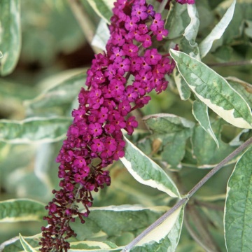 Liliac de vara (Buddleja dav. Harlequin), planta gard viu, arbust ornamental, planta melifera