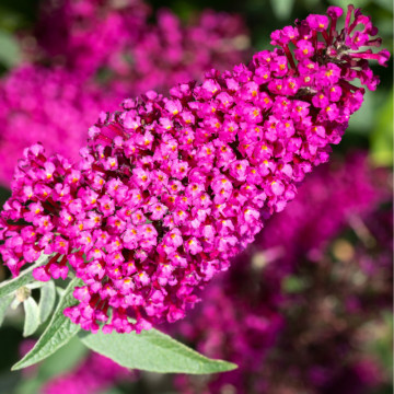 Liliac de vara Royal Red (Buddleja davidii Royal Red), planta gard viu, arbust ornamental, planta melifera - Img 3