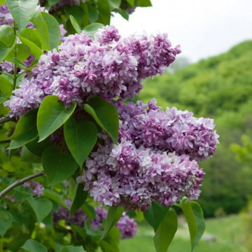 Liliac frantuzesc (Syringa vulg. Katherine Havemeyer), arbust ornamental, planta melifera, planta parfumata - Img 2