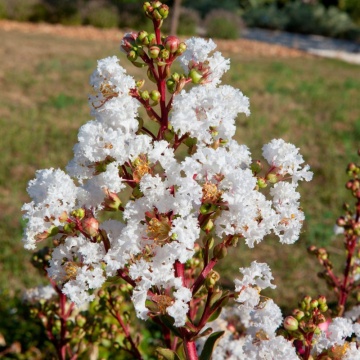 Liliac indian (Lagerstroemia ind. With Love Virgin), arbust ornamental, flori alb