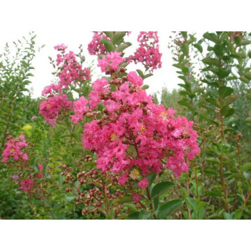 Liliac indian rubra (Lagerstroemia ind Rubra), arbust ornamental, flori rosu