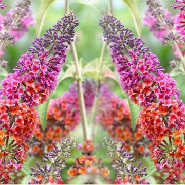 Liliac multicolor (Buddleja dav. Flower Power), planta gard viu, arbust ornamental, gradina japoneza - Img 2