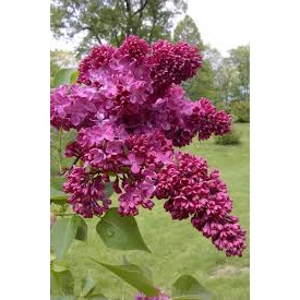 Liliac (Syringa v. Congo)
