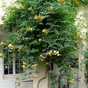 Luleaua turcului galbena (Campsis rad. 'Flava'), planta cataratoare, flori galbene - Img 2