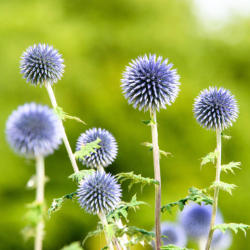 Maciuca ciobanului (Echinops bannaticus Blue Globe), planta perena - Img 2