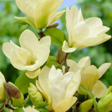 Magnolia galbena (Magnolia Yellow river), arbore ornamental, planta parfumata, flori galbene