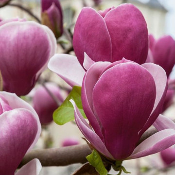 Magnolia rustica rubra (Magnolia sou. Rustica Rubra), arbore ornamental, planta parfumata, flori rosu, roz - Img 2