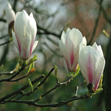 Magnolia superba (Magnolia sou. Superba), planta ornamentala, flori alb, roz