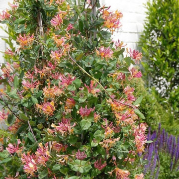 Mana Maicii Domnului ( Lonicera heckr. Goldflame), planta cataratoare - Img 2