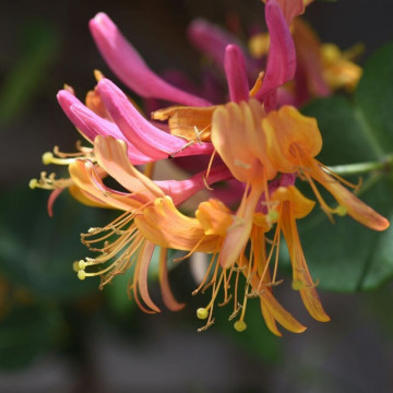 Mana Maicii Domnului ( Lonicera heckr. Goldflame), planta cataratoare