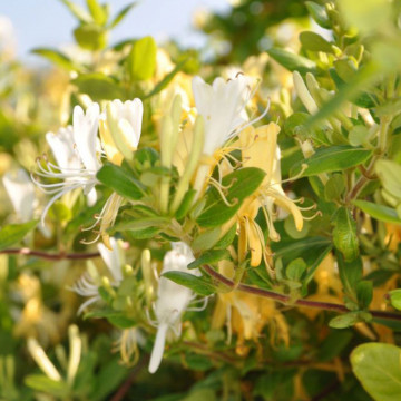 Mana Maicii Domnului (Lonicera japonica Halliana), planta gard viu, vesnic verde, gradina japoneza
