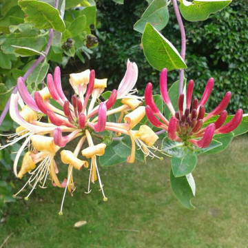 Mana Maicii Domnului (Lonicera per Belgica Select) ghiveci 2l, planta gard viu, planta cataratoare, gradina japoneza