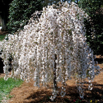 Mar decorativ (Malus baccata pendula) 120 cm