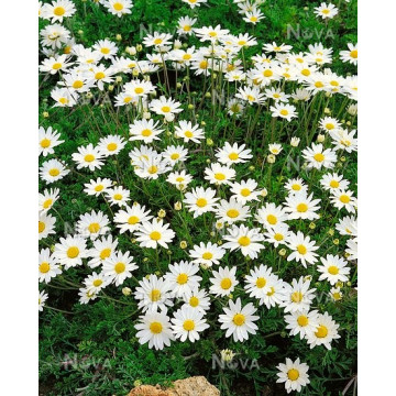 Margarete de Carpati (Anthemis carpatica Karpatenschnee), planta perena, flori alb
