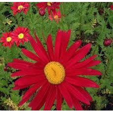 Margarete rosii (Tanacetum Robins red) ghiveci 2 l, planta perena, flori rosu - Img 2