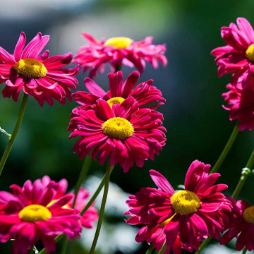 Margarete rosii (Tanacetum Robins red), planta cu flori, flori rosu - Img 2