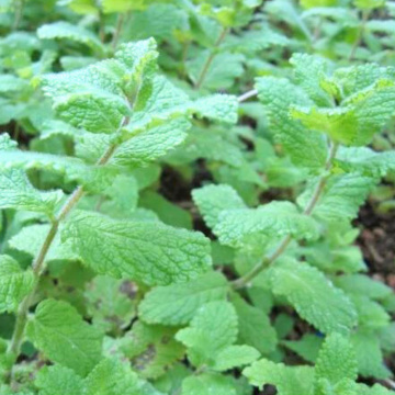 Menta ananas (Mentha Pineapple mint), planta perena, planta aromatica, planta medicinala