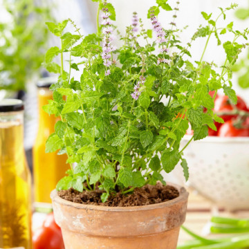 Menta (Mentha arvensis Strawberry Mint), planta perena, planta aromatica