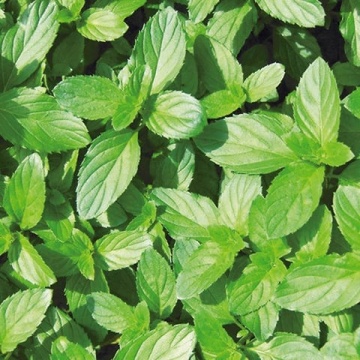 Menta Spearmint (Mentha spicata Spanish Spearmint), planta perena, planta aromatica