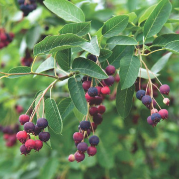 Merisor de miere (Amelanchier lamarckii) 90-120 cm, planta gard viu, planta fructifera - Img 2