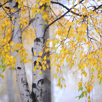 Mesteacan (Betula pendula) 80-120 cm ghiveci 2 l - Img 2