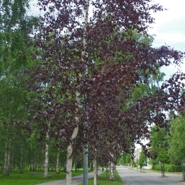 Mesteacan rosu ( Betula pendula purpurea), arbore ornamental, frunzis rosu - Img 2