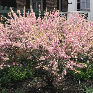 Migdal japonez roz (Prunus glandulosa Rosea Plena), arbust ornamental, flori roz - Img 3