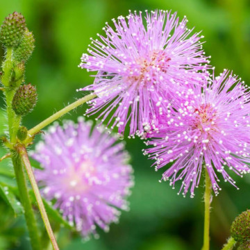Mimoza (Mimosa pudica), planta perena, flori roz - Img 4