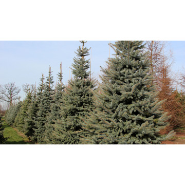 Molid argintiu (Picea pungens Glauca) 60-80 cm - Img 3