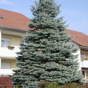Molid intepator (Picea pungens Glauca) 30-40 cm