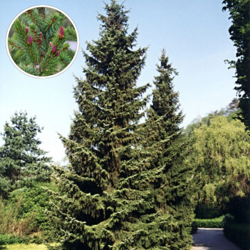 Molid sarbesc (Picea omorika) 30-50 cm, vesnic verde, conifer ornamental