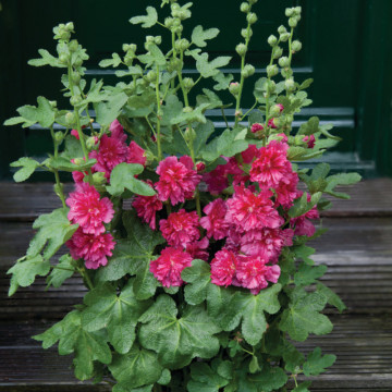 Nalba de gradina (Alcea spring celebrities carmine rose), planta perena, flori roz - Img 3