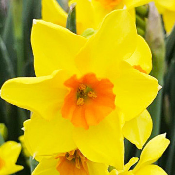 Narcise Cornish Dawn (Narcissus Cornish Dawn), bulbi narcise, flori galbene