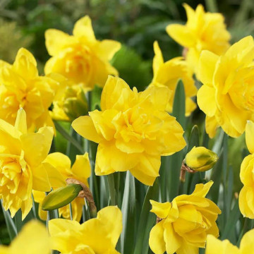 Narcise Golden Ducat (Narcissus Golden Ducat), bulbi narcise, flori galbene - Img 2