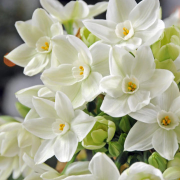 Narcise Paperwhite ziva (Narcissus Paperwhite ziva), bulbi narcise, flori alb - Img 4