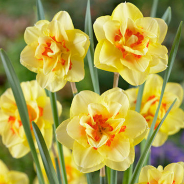 Narcise Tahiti (Narcissus Tahiti), bulbi narcise, flori galben, portocaliu - Img 3