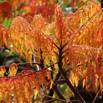 Otetar decorativ (Rhus typhina Tiger Eyes), arbust ornamental