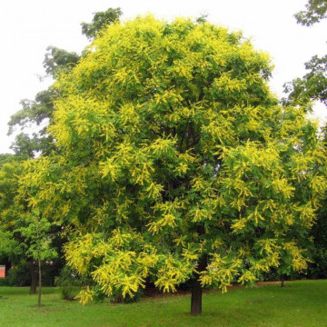 Otetar galben (Koelreuteria paniculata), arbore ornamental, planta parfumata, flori galbene