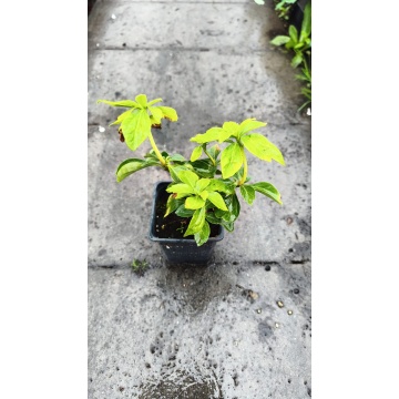 Pachysandra terminalis, vesnic verde, arbust ornamental - Img 2