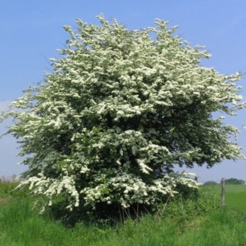 Paducel (Crataegus monogyna), planta gard viu, arbust fructifer - Img 2