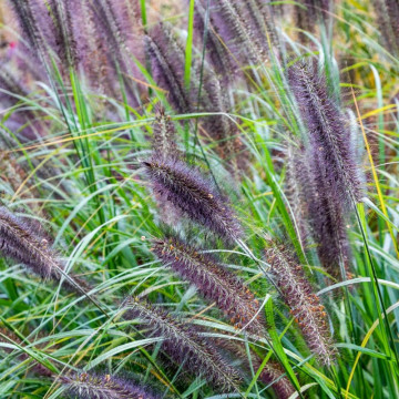 Penisetum (Pennisetum al. Black Beauty), iarba decorativa - Img 2