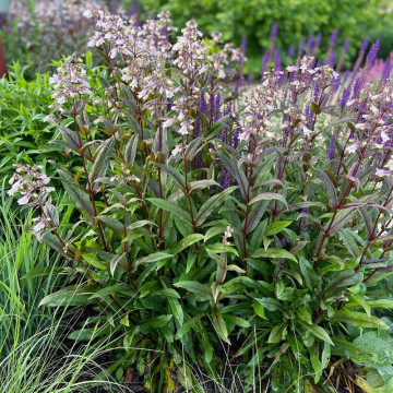 Penstemon (Penstemon digitalis husker red), planta perena, planta parfumata, flori alb - Img 2