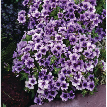 Phlox dolly albastru (Phlox Dolly Light Blue), planta perena, flori albastru